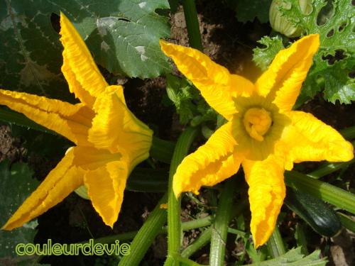 Beignets de fleurs de courgettes Beignets de fleurs de courgettes