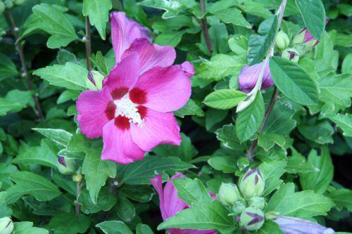hibiscus syr rouge veneux 29 juil 2010 063.jpg