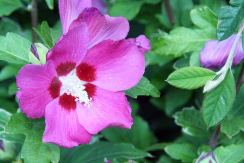 hibiscus syr rouge veneux 29 juil 2010 064.jpg