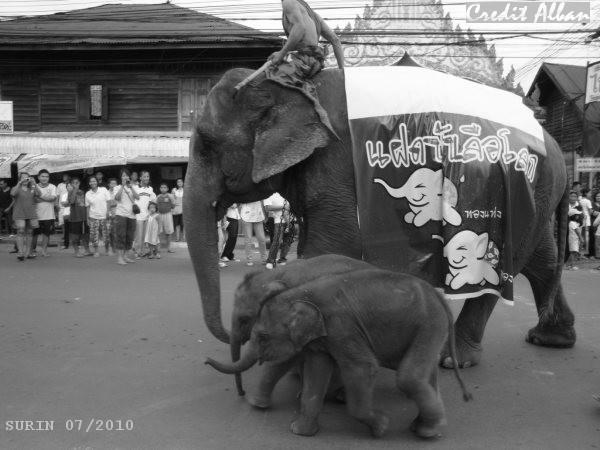 JUMEAUX ELEPHANTS EN THAILANDE
