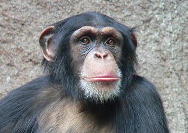 chimpanse.jpg