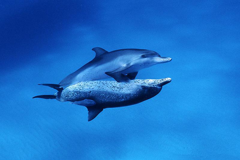 Deux dauphins.de l'Atlantique.