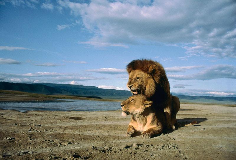 Parvenu à ses fins, le roi des animaux semble tout à son plaisir. Un moment hors du temps que ne partage pas du tout la lionne. Comme tous les félins, le lion fait souvent souffrir sa compagne.