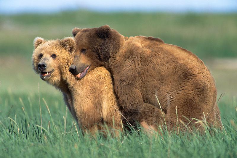 Pour parvenir à ses fins, le grizzly a affronté de nombreux prétendants, puis a séduit sa femelle en lui mordillant le cou et en grognant.