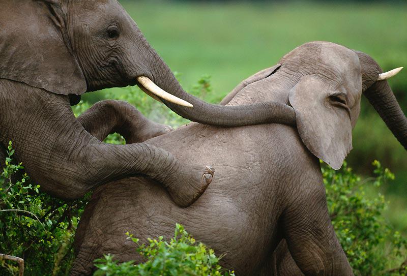 L’éléphant n’a, en moyenne, qu’un rapport sexuel tous les cinq ans. La période de gestation des femelles dure plus de deux ans.