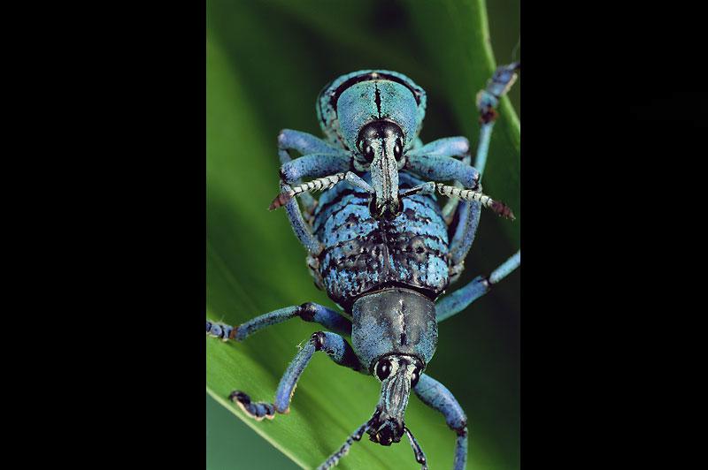 Les insectes, ici des charançons de Nouvelle-Guinée, ont des comportements invariables.
