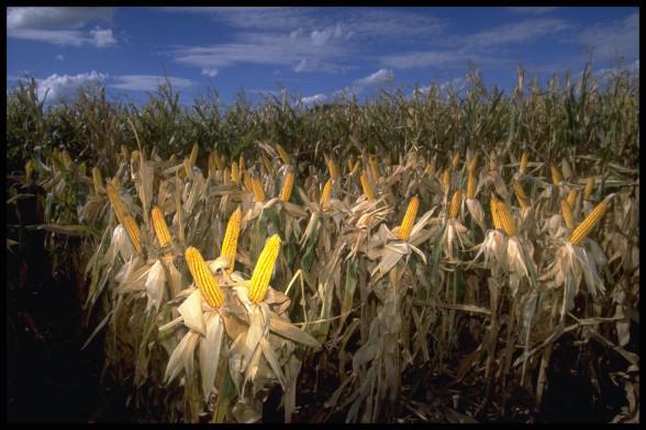 Sans faire de bruit, la France autorise la culture de deux variétés de maïs OGM !