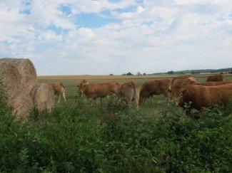 Vaches Metzeresche Vaches Metzeresche