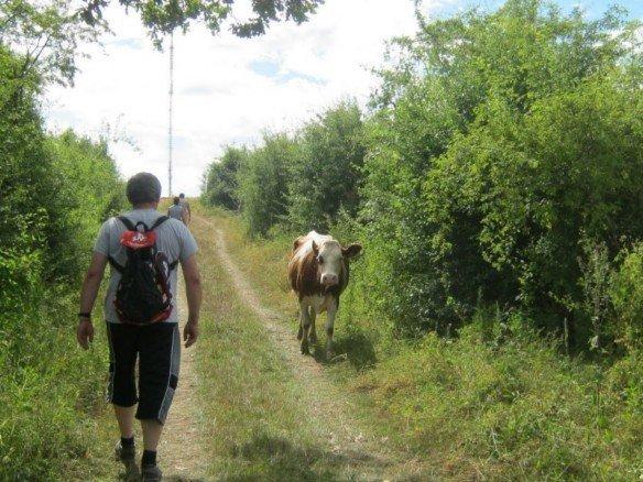 Vache de marche Metzeresche Vache de marche Metzeresche