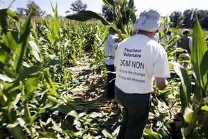 La Cour européenne fauche la recevabilité des requêtes des “faucheurs volontaires” d’OGM (CEDH, déc., 29 juin 2010, Hubert Caron et autres c. France) 496058.1280825448.jpg