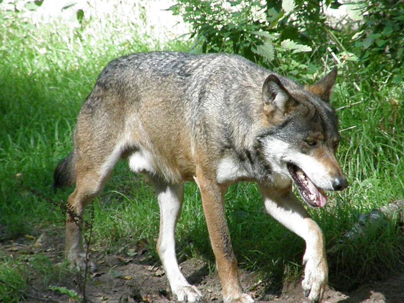 Autorisation de tuer le loup qui sévit dans notre région
