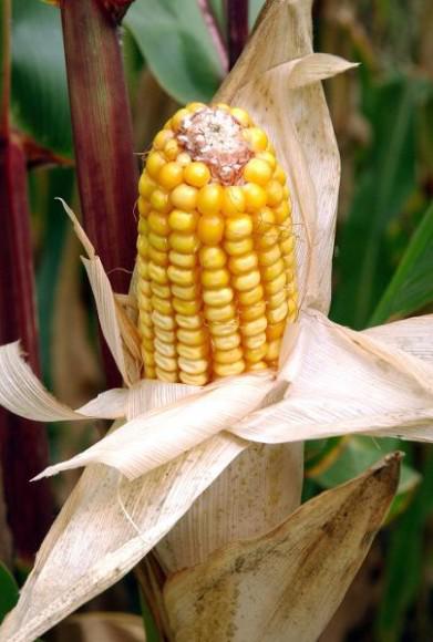 Des maïs OGM dans les registres officiels !