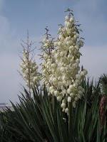 Pêle-mêle de cueillettes gourmandes Pêle-mêle de cueillettes gourmandes