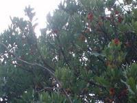 Pêle-mêle de cueillettes gourmandes Pêle-mêle de cueillettes gourmandes