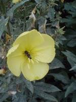 Pêle-mêle de cueillettes gourmandes Pêle-mêle de cueillettes gourmandes