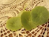 Pêle-mêle de cueillettes gourmandes Pêle-mêle de cueillettes gourmandes