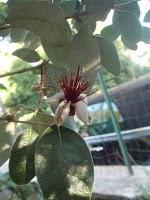 Pêle-mêle de cueillettes gourmandes Pêle-mêle de cueillettes gourmandes