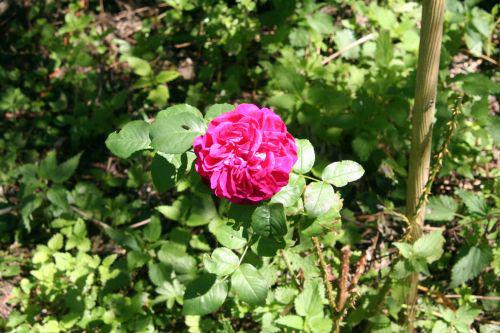 Rosa falstaff 18 juil 2010 066.jpg