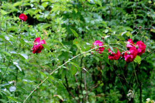 Rosa red parfum romi 10 juil 2010 018.jpg