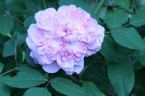 Rosa jacques cartier romi 1aoûi 2010 064.jpg