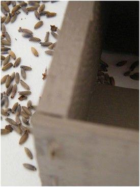 JOUR J ...
Récupérer in extrémis quelques Cagettes Prépar... DSCF4173