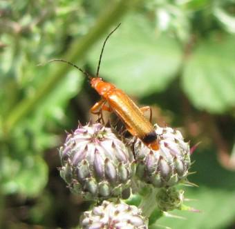 Le téléphore fauve 100808 Rhagonycha fulva 0958 (1b).jpg