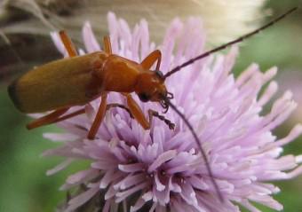 Le téléphore fauve 100808 Rhagonycha fulva 0925 (4b).jpg