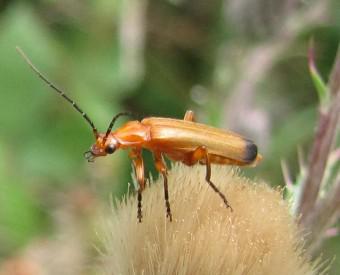 Le téléphore fauve 100808 Rhagonycha fulva 0925 (3b).jpg
