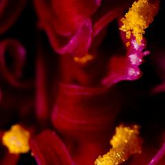 Test Objectif – Canon MP-E 65mm f/2.8 1-5x Macro IMG_1231