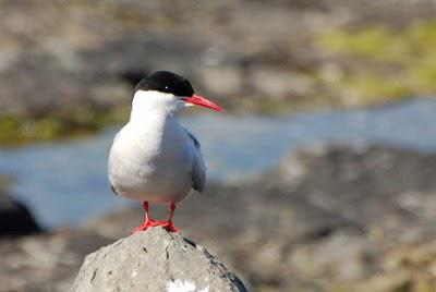 Faune et flore d'Islande, Vigur