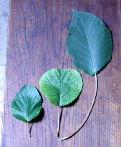actinidia feuilles veneux 9 août 2010 022.jpg