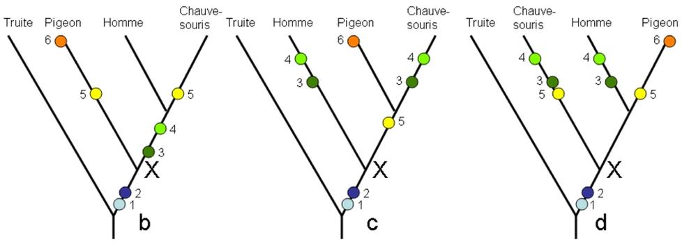 La classification phylogénétique en résumé.