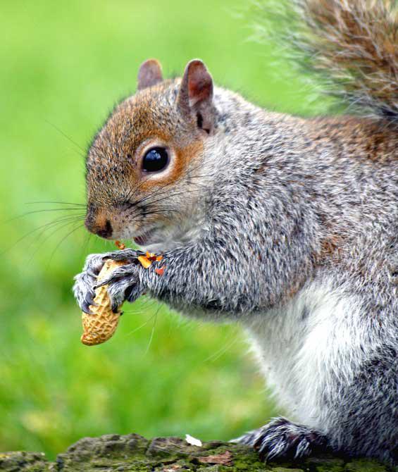 L’écureuil mange (Jack Kerouac)