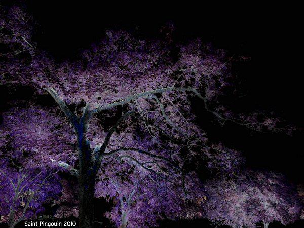 arbre dans la nuit
