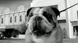 CommBankBulldog_src1 CommBankBulldog src1 Nouveau spot télé pour Jean Pierre Jeunet avec Commonwealth Bank