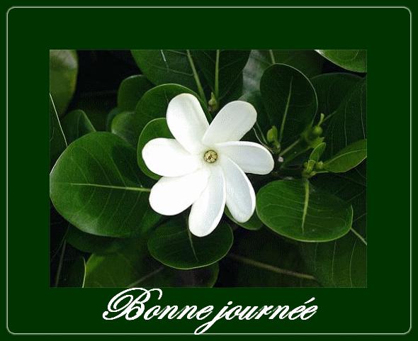 SERENITE bonnejourne1.gif