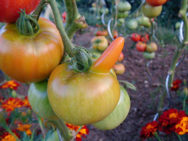 Tomate au Viagra