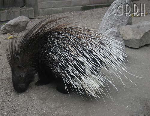 Porc-épic Zoo de Lille Porc-épic Zoo de Lille