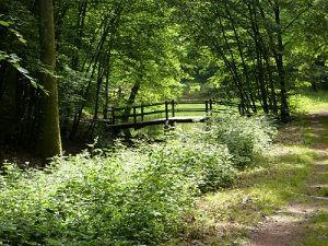 J4 Les jours se suivent... sousbois