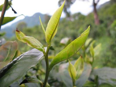 Images du thé en Thaïlande, sur la frontière birmane