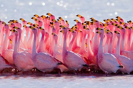 The pink attitude pink_flamingo_02