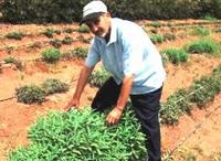 Cultures 100 % bio : produits marocains naturels