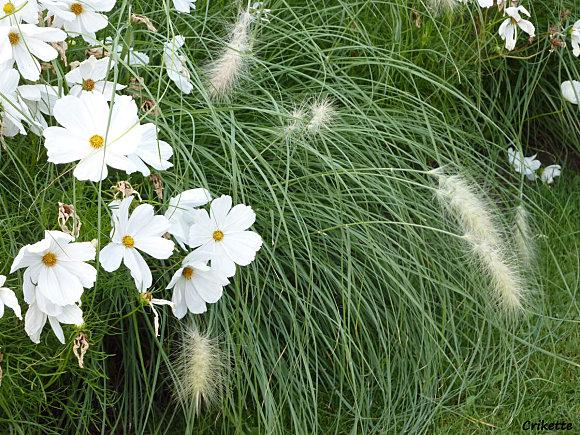 délices vert mentholé Delice-de-duos.jpg