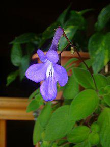 Voir par soi-même Voir par soi-même