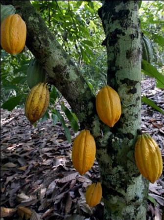 Cocoa Season Launched In Muyuka 