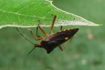Oh ! Punaise ! 100820 Pentatoma Rufipes 3.jpg