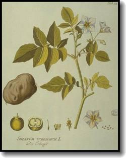 patate0 Tarte à l’envers avec des pommes de terre