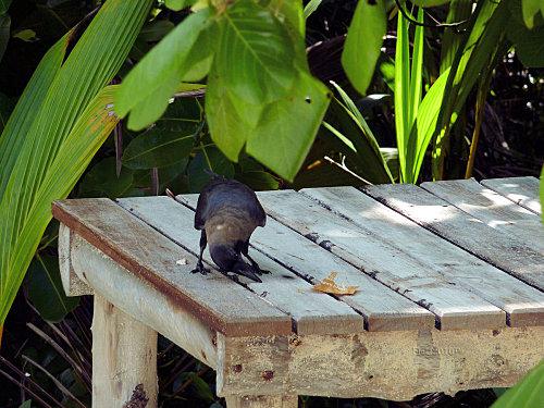 Il a volé .... corbeau1