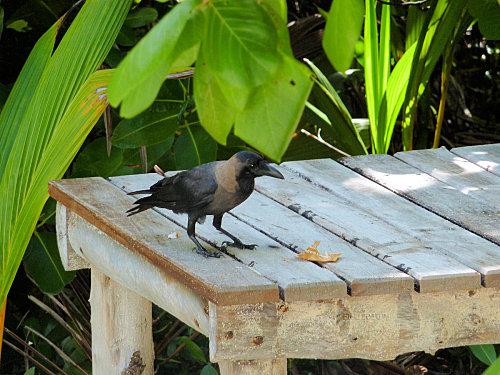 Il a volé .... corbeau2