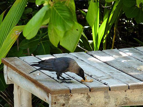 Il a volé .... corbeau3